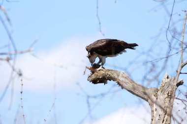Osprey son zamanlarda yakaladığı balıkları yiyor.