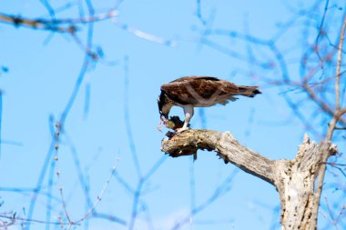 Osprey son zamanlarda yakaladığı balıkları yiyor.