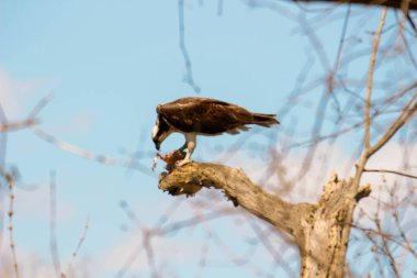Osprey son zamanlarda yakaladığı balıkları yiyor.