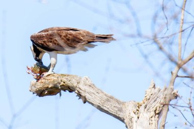 Osprey son zamanlarda yakaladığı balıkları yiyor.