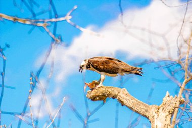Osprey son zamanlarda yakaladığı balıkları yiyor.