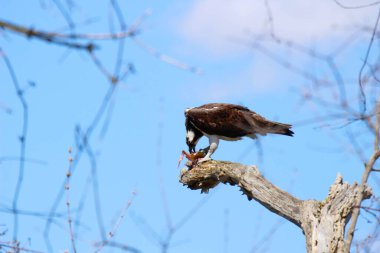 Osprey son zamanlarda yakaladığı balıkları yiyor.