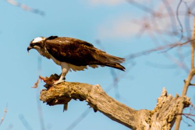 Osprey son zamanlarda yakaladığı balıkları yiyor.