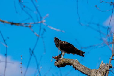 Osprey son zamanlarda yakaladığı balıkları yiyor.