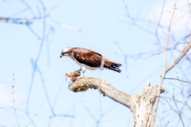 Osprey son zamanlarda yakaladığı balıkları yiyor.