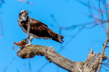 Osprey son zamanlarda yakaladığı balıkları yiyor.