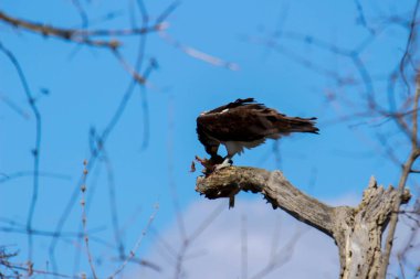 Osprey son zamanlarda yakaladığı balıkları yiyor.