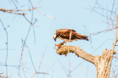Osprey son zamanlarda yakaladığı balıkları yiyor.