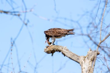 Osprey son zamanlarda yakaladığı balıkları yiyor.