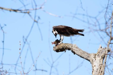 Osprey son zamanlarda yakaladığı balıkları yiyor.