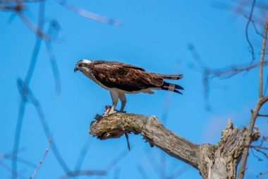 Osprey son zamanlarda yakaladığı balıkları yiyor.