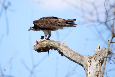 Osprey son zamanlarda yakaladığı balıkları yiyor.