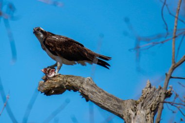 Osprey son zamanlarda yakaladığı balıkları yiyor.