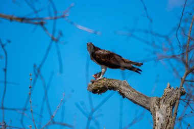 Osprey son zamanlarda yakaladığı balıkları yiyor.