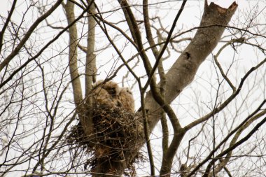Ağaçtaki büyük boynuzlu baykuşlar
