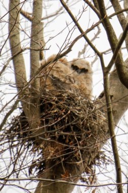 Ağaçtaki büyük boynuzlu baykuşlar