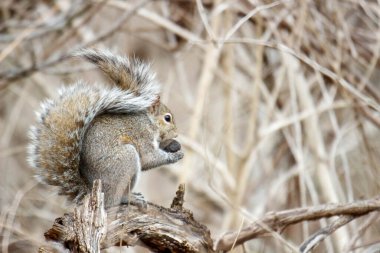 Bir sincap fındık yer.