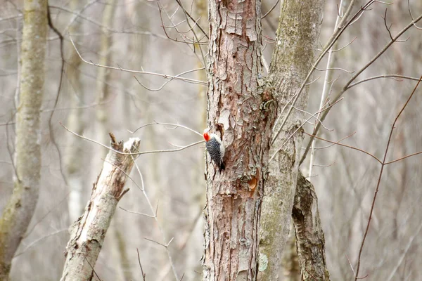 Kanada 'da küçük bir kuş.