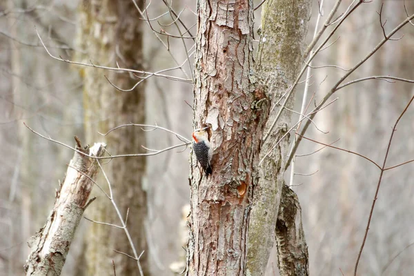 Kanada 'da küçük bir kuş.