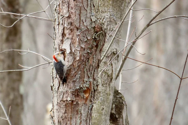 Kanada 'da küçük bir kuş.