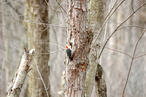 Small Song Bird Canada — стоковое фото