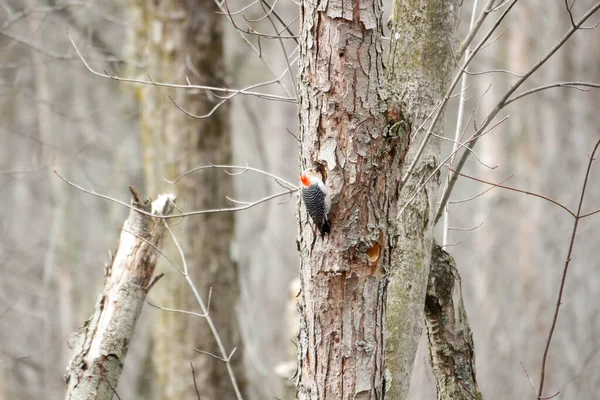 Kanada 'da küçük bir kuş.