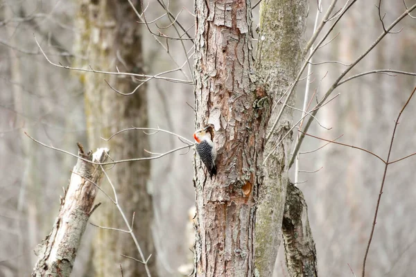 Kanada 'da küçük bir kuş.