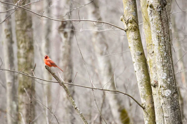 Pasăre Cântec Mic Canada — Fotografie, imagine de stoc