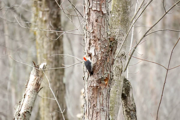 Kanada 'da küçük bir kuş.