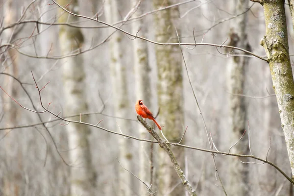 Pequeno Pássaro Canção Canadá — Fotografia de Stock