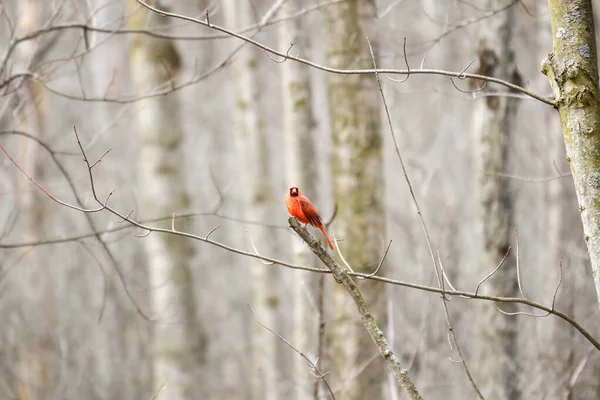 Kanada 'da küçük bir kuş.