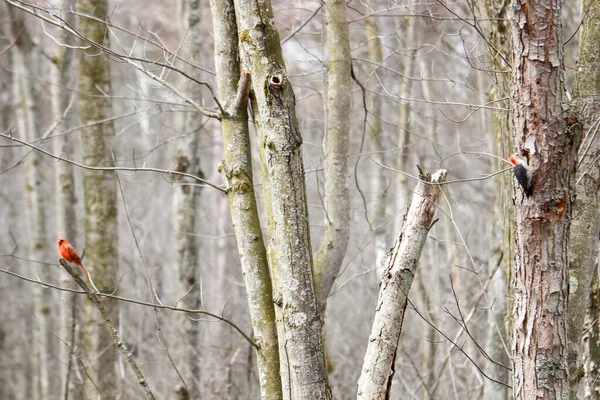 Kanada 'da küçük bir kuş.