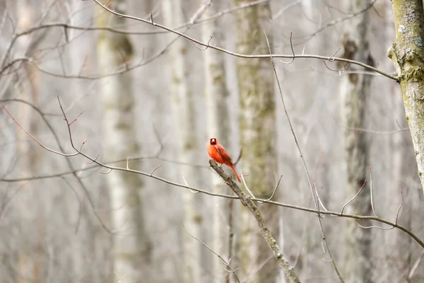 Kanada 'da küçük bir kuş.