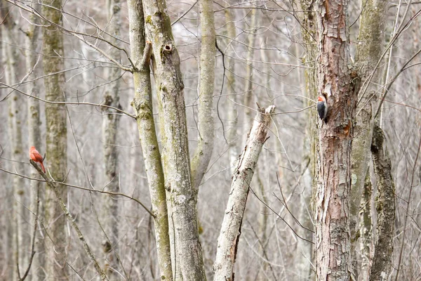 Kanada 'da küçük bir kuş.