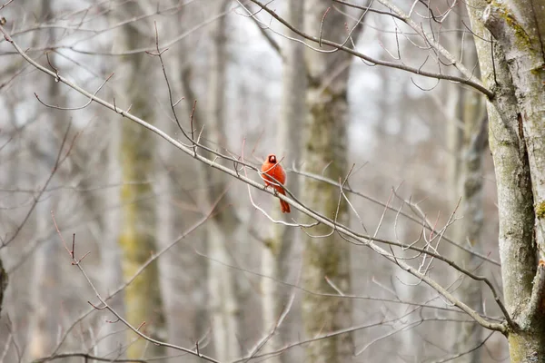 Kanada 'da küçük bir kuş.