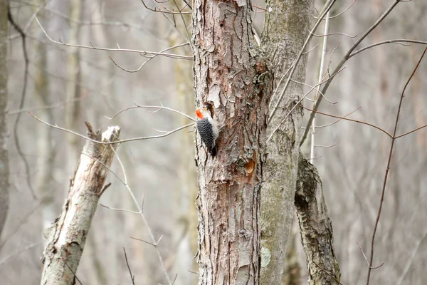 Kanada 'da küçük bir kuş.
