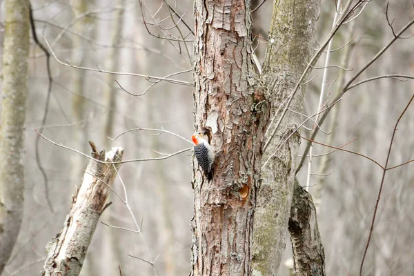 Kanada 'da küçük bir kuş.