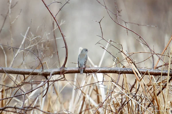 Small Song Bird Canada — Fotografia de Stock