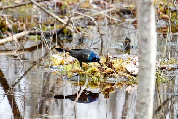 Grackle Común Busca Alimento Primavera Canadá — Foto de Stock