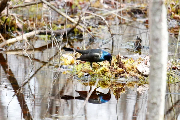 Grackle Común Busca Alimento Primavera Canadá — Foto de Stock