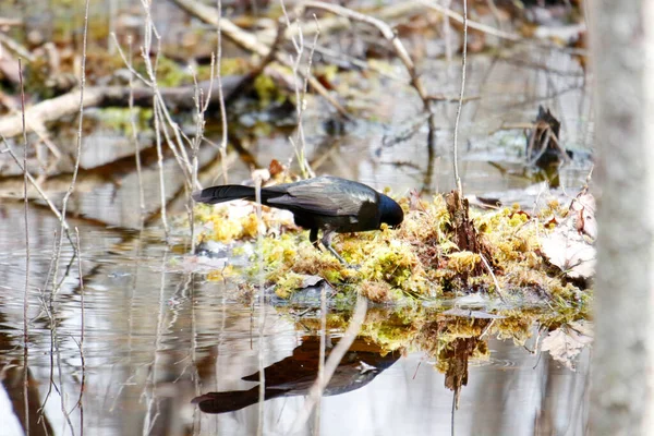 Grackle Común Busca Alimento Primavera Canadá — Foto de Stock