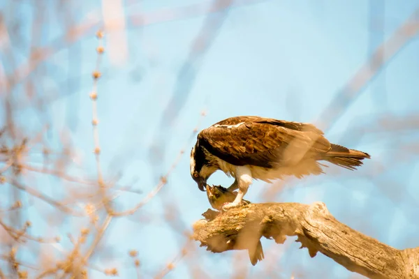 Osprey Eats Fish Recently Caught — Fotografia de Stock