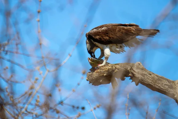 Osprey son zamanlarda yakaladığı balıkları yiyor.