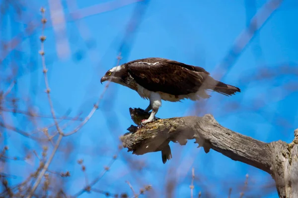 Osprey son zamanlarda yakaladığı balıkları yiyor.