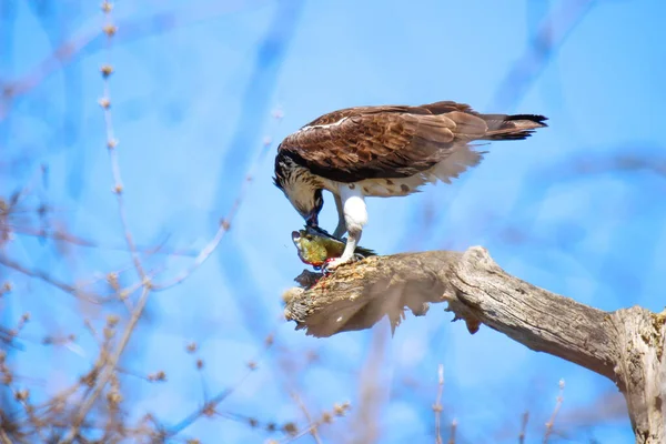 Osprey son zamanlarda yakaladığı balıkları yiyor.
