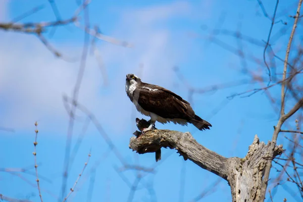 Osprey Eats Fish Recently Caught — Photo