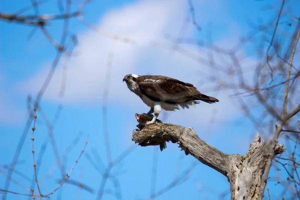 Osprey Eats Fish Recently Caught — Stockfoto