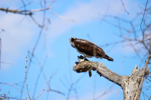 Osprey Eats Fish Recently Caught —  Fotos de Stock