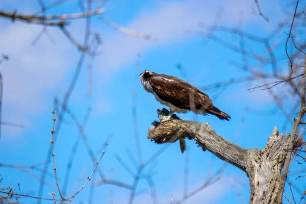 Osprey Eats Fish Recently Caught — Stockfoto