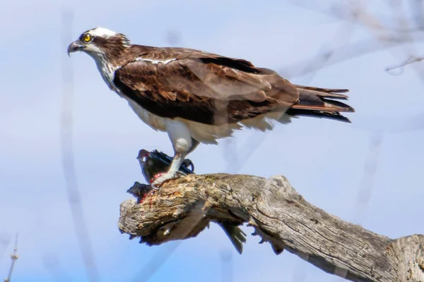 Osprey son zamanlarda yakaladığı balıkları yiyor.